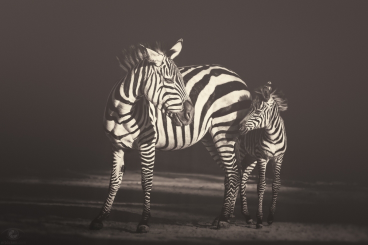 I asked the Zebra, are you black with white stripes? Or white with black stripes? And the zebra asked me: Are you good with bad habits? Or are you bad with good habits? Are you noisy with quiet times? Or are you quiet with noisy times? Are you happy with some sad days? Or are you sad with some happy days? Are you neat with some sloppy ways? Or are you sloppy with some neat ways? And on and on and on and on and on and on he went. I’ll never ask a zebra about stripes...again (Shel Silverstein) There is no more fun loving, yet tempermental animal on the plain than the zebra :o)!